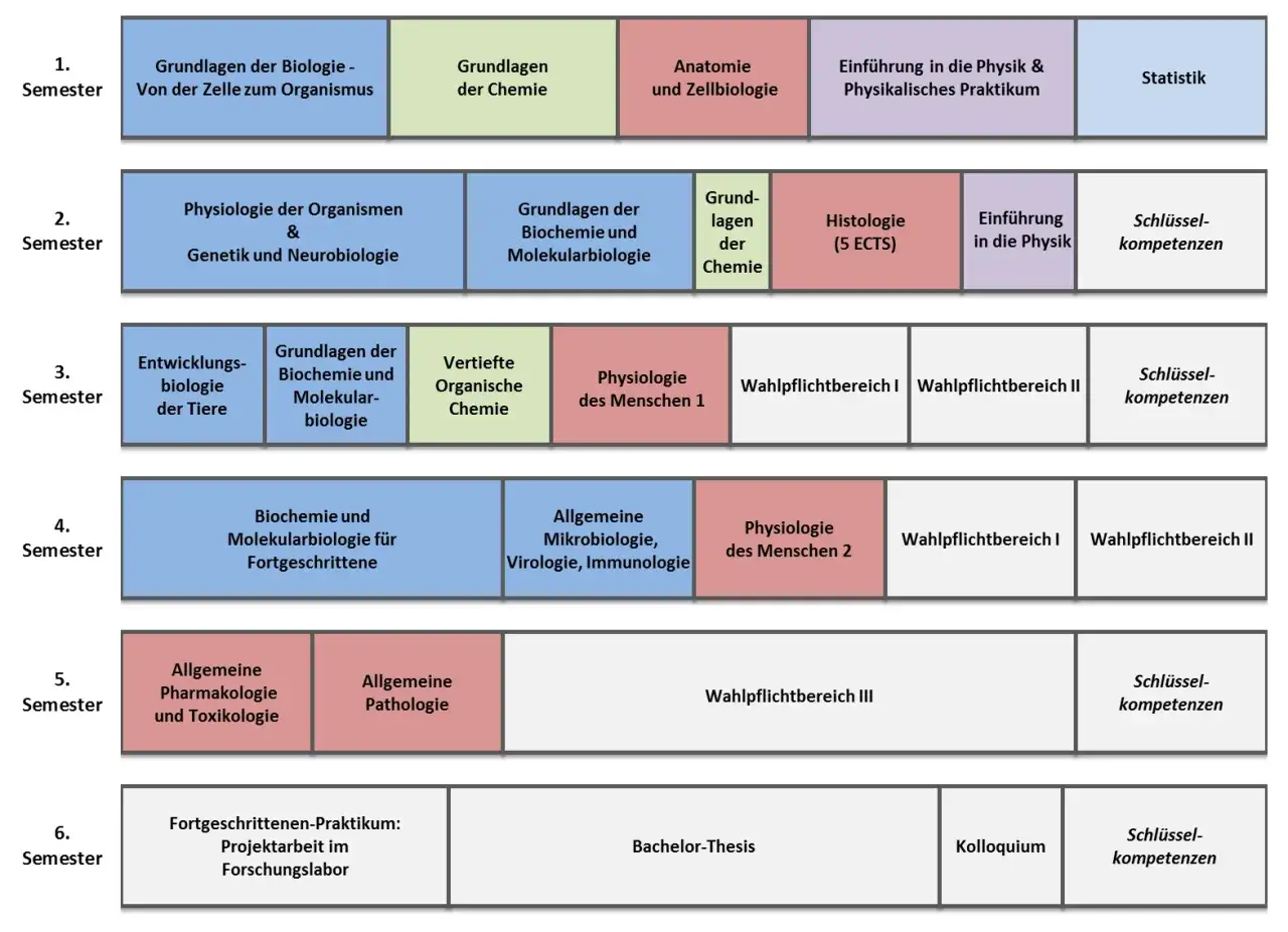 Studienverlaufsplan für Biomedizin: Von Zellbiologie über Biochemie bis zur Bachelor-Thesis.